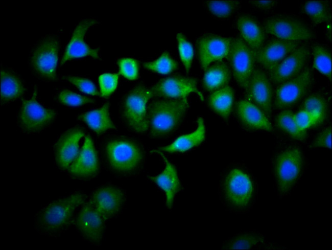 PLS1 Antibody in Immunocytochemistry (ICC/IF)