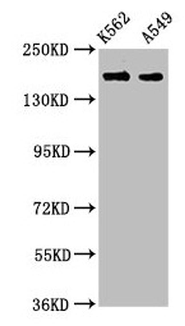 FMN1 Antibody in Western Blot (WB)