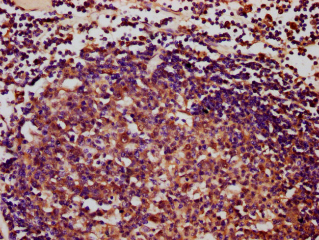 C1orf69 Antibody in Immunohistochemistry (Paraffin) (IHC (P))