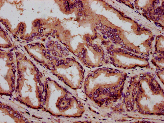 C1orf69 Antibody in Immunohistochemistry (Paraffin) (IHC (P))