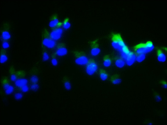 DUSP13 Antibody in Immunocytochemistry (ICC/IF)