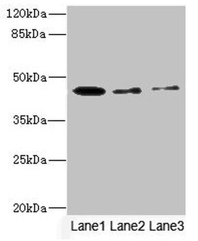 SIGIRR Antibody in Western Blot (WB)