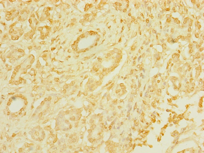 TAS1R3 Antibody in Immunohistochemistry (Paraffin) (IHC (P))