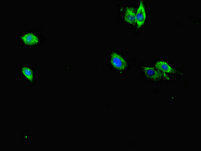 RAB12 Antibody in Immunocytochemistry (ICC/IF)