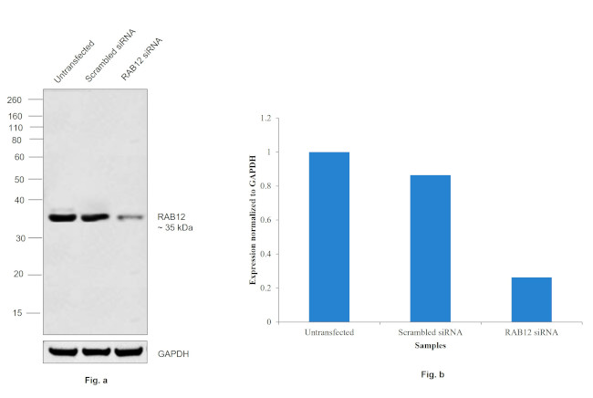 RAB12 Antibody