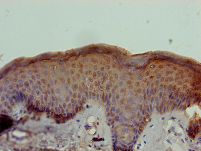 STOX1 Antibody in Immunohistochemistry (Paraffin) (IHC (P))