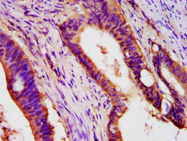 PEX26 Antibody in Immunohistochemistry (Paraffin) (IHC (P))