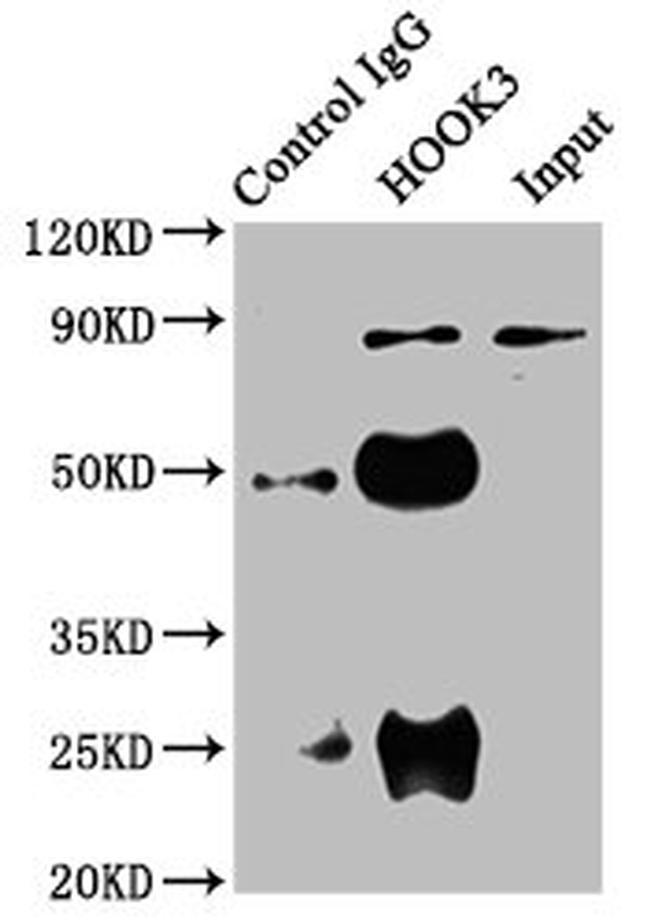 HOOK3 Antibody in Western Blot (WB)