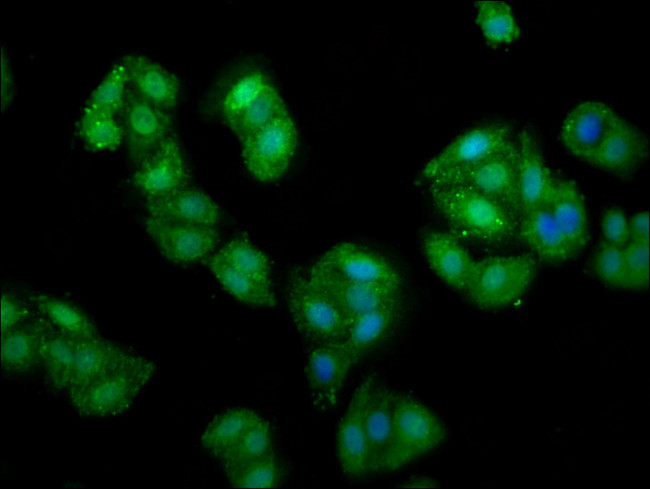 PRUNE Antibody in Immunocytochemistry (ICC/IF)