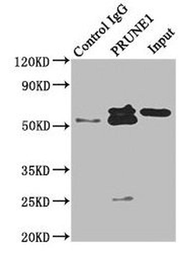 PRUNE Antibody in Western Blot (WB)