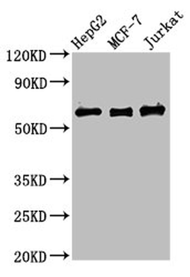 PRUNE Antibody in Western Blot (WB)