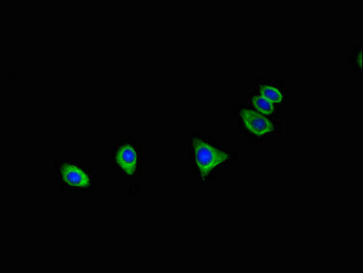 C16orf62 Antibody in Immunocytochemistry (ICC/IF)