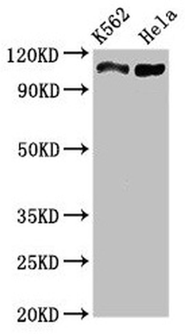 C16orf62 Antibody in Western Blot (WB)