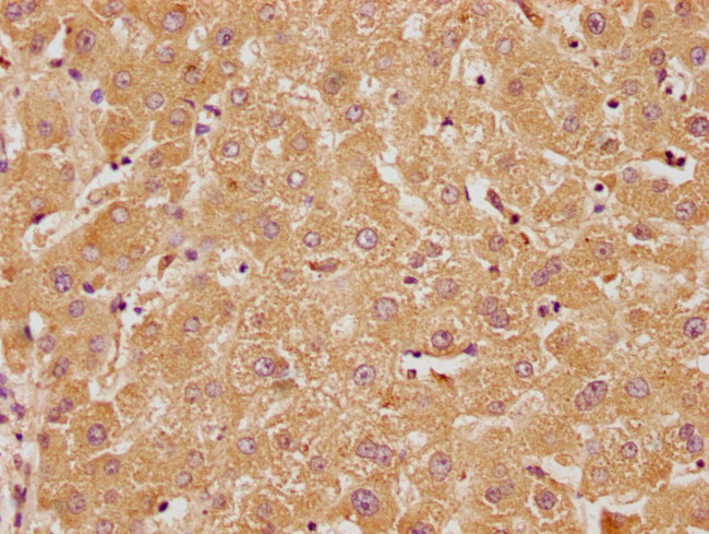 RTN4RL2 Antibody in Immunohistochemistry (Paraffin) (IHC (P))