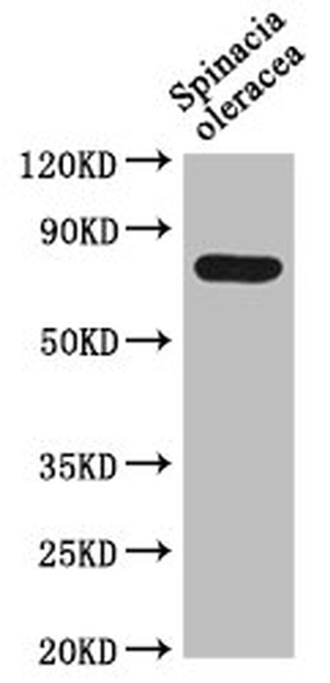 DEG15 Antibody in Western Blot (WB)