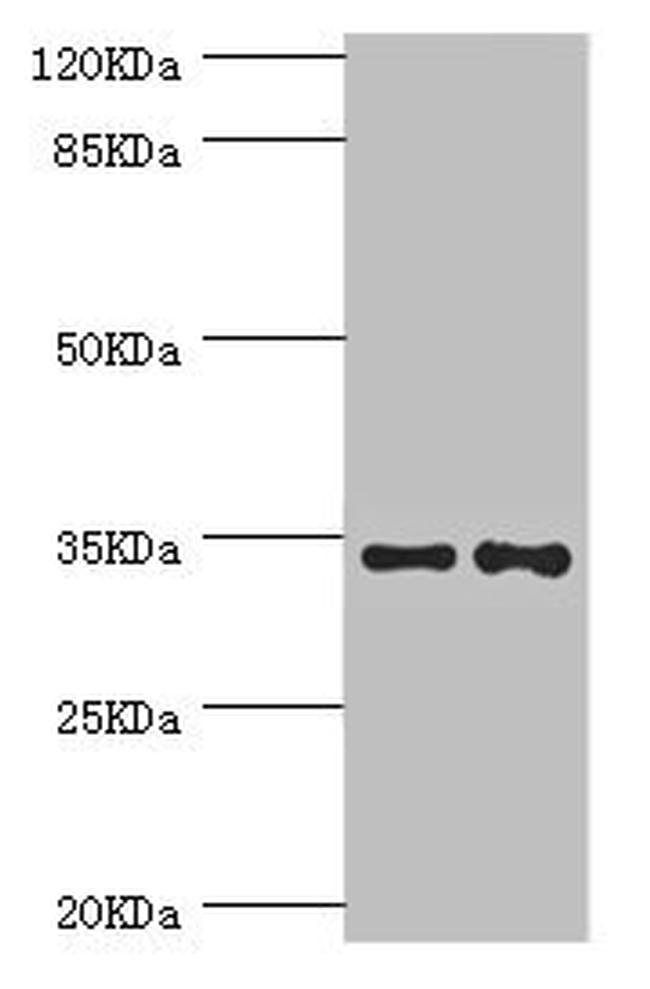 NRBF2 Antibody in Western Blot (WB)