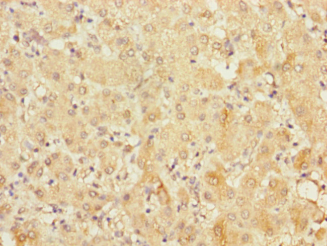 FRMD6 Antibody in Immunohistochemistry (Paraffin) (IHC (P))