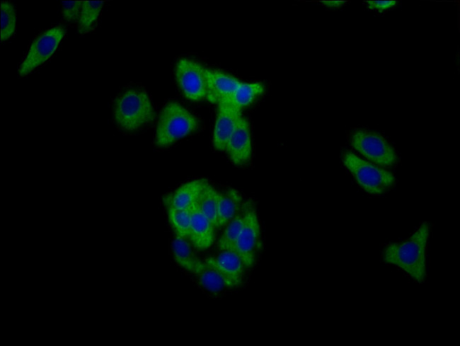 MUC20 Antibody in Immunocytochemistry (ICC/IF)