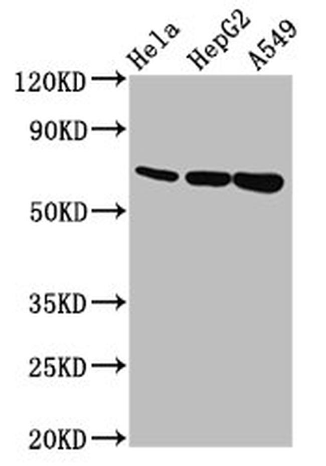 MUC20 Antibody in Western Blot (WB)