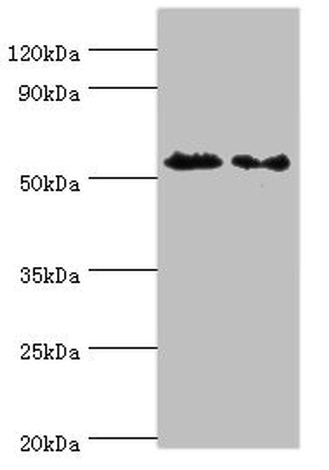 ATG4C Antibody in Western Blot (WB)