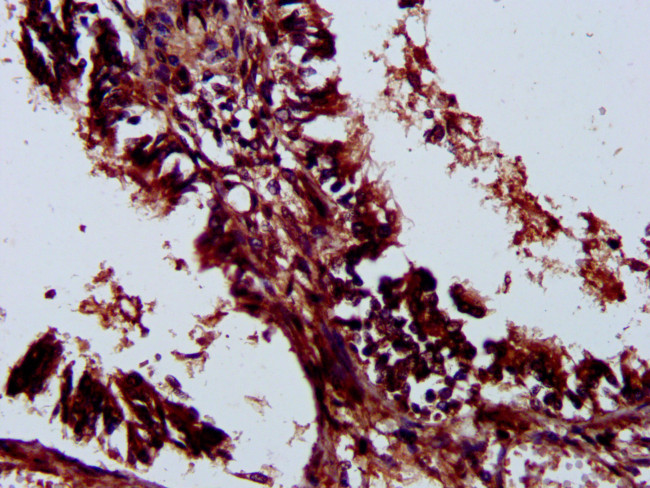 LILRA3 Antibody in Immunohistochemistry (Paraffin) (IHC (P))