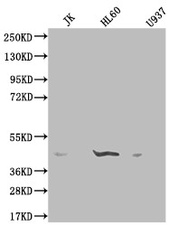 OXER1 Antibody in Western Blot (WB)