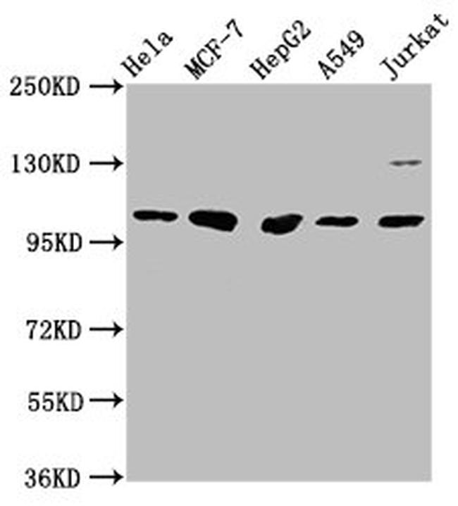 GANC Antibody in Western Blot (WB)