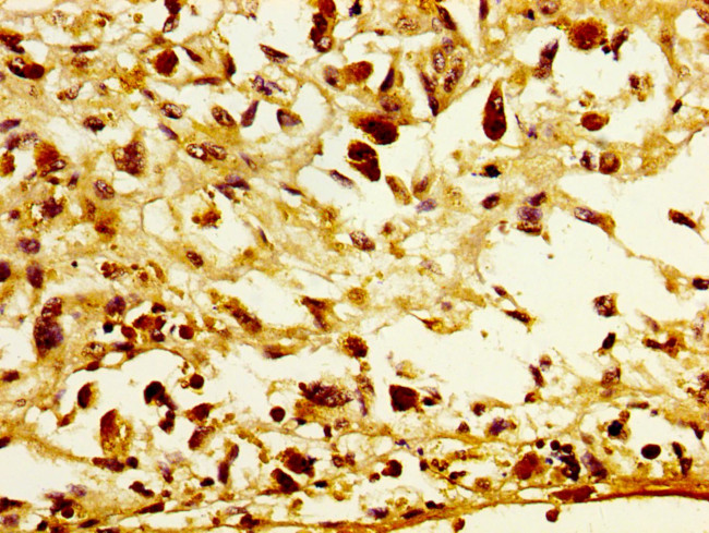 POFUT2 Antibody in Immunohistochemistry (Paraffin) (IHC (P))