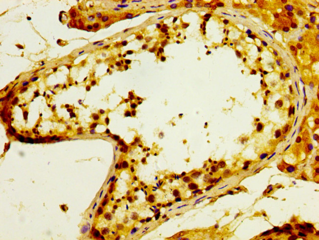 POFUT2 Antibody in Immunohistochemistry (Paraffin) (IHC (P))