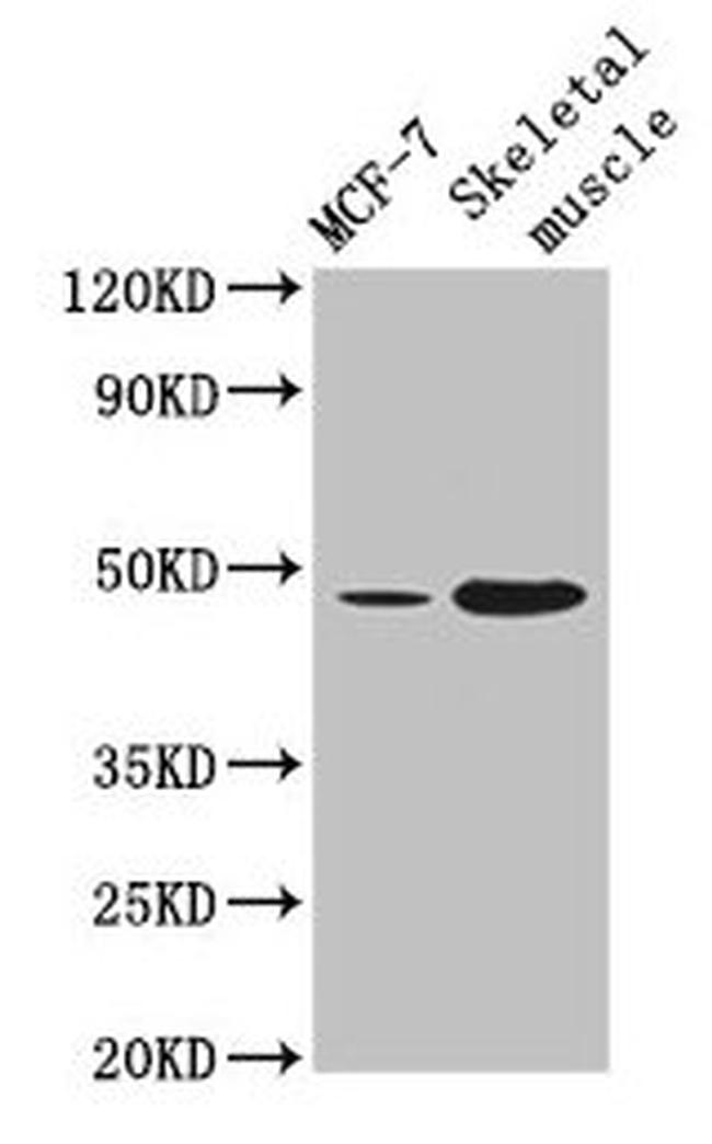 ARRDC3 Antibody in Western Blot (WB)