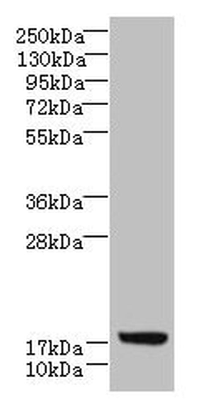 LLCFC1 Antibody in Western Blot (WB)