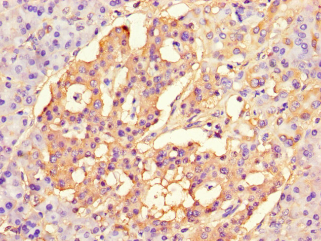 CISD2 Antibody in Immunohistochemistry (Paraffin) (IHC (P))