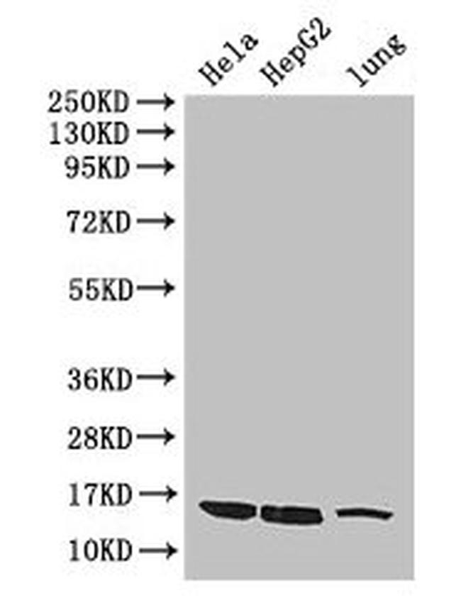 CISD2 Antibody in Western Blot (WB)