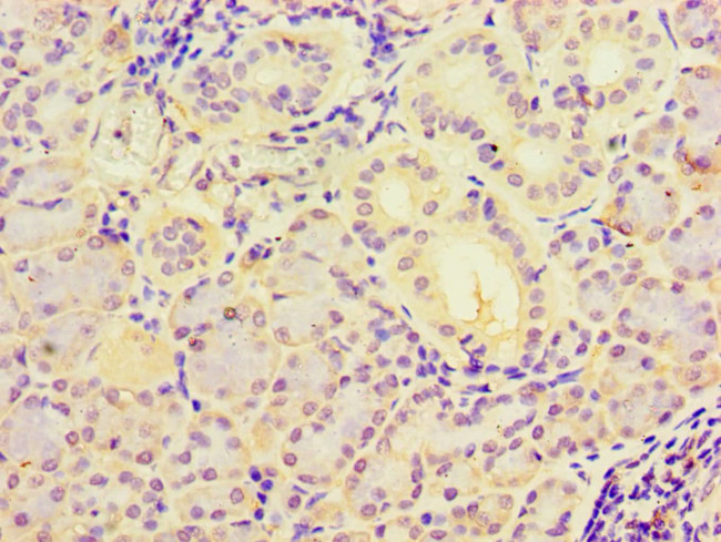 C19orf10 Antibody in Immunohistochemistry (Paraffin) (IHC (P))