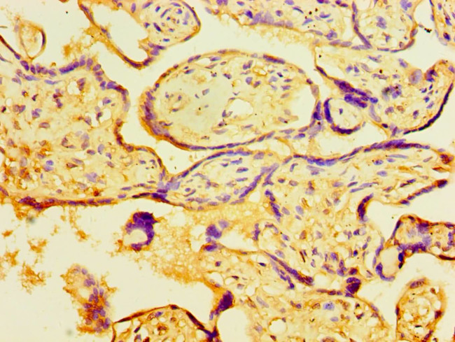 C19orf10 Antibody in Immunohistochemistry (Paraffin) (IHC (P))