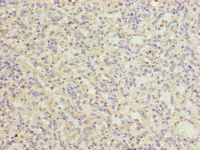 CATSPER2 Antibody in Immunohistochemistry (Paraffin) (IHC (P))