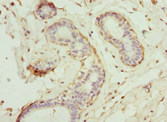 GCNT2 Antibody in Immunohistochemistry (Paraffin) (IHC (P))