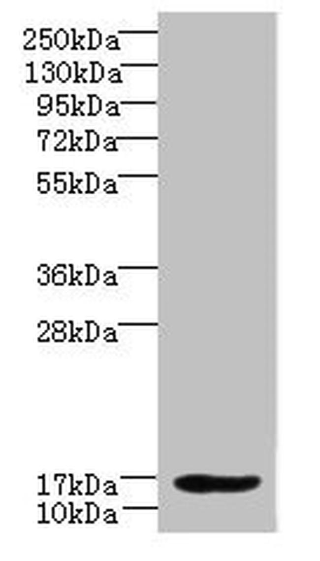 LMO3 Antibody in Western Blot (WB)