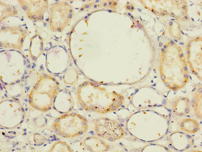 NELL1 Antibody in Immunohistochemistry (Paraffin) (IHC (P))