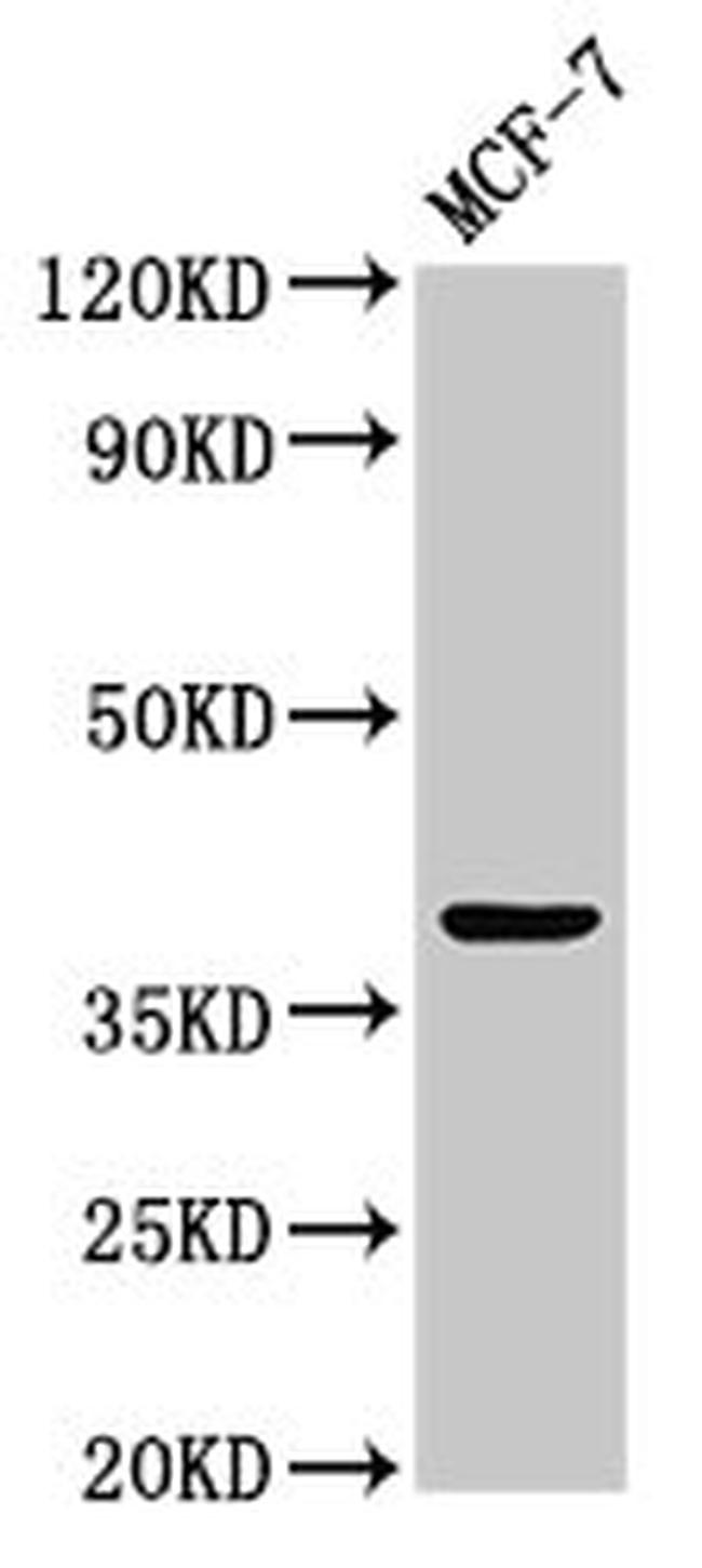 ATOH1 Antibody in Western Blot (WB)