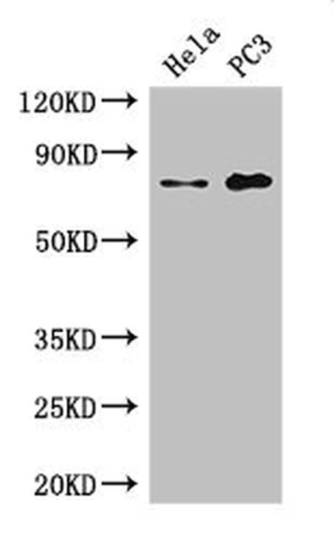 STRBP Antibody in Western Blot (WB)