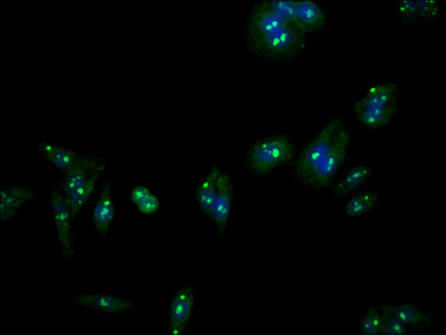 Lass5 Antibody in Immunocytochemistry (ICC/IF)