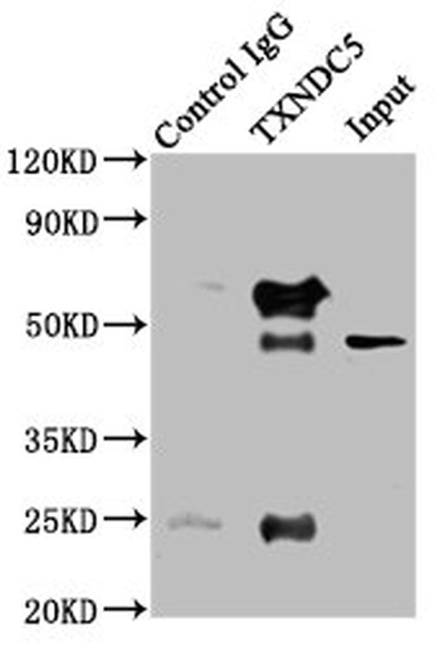 TXNDC5 Antibody in Western Blot (WB)