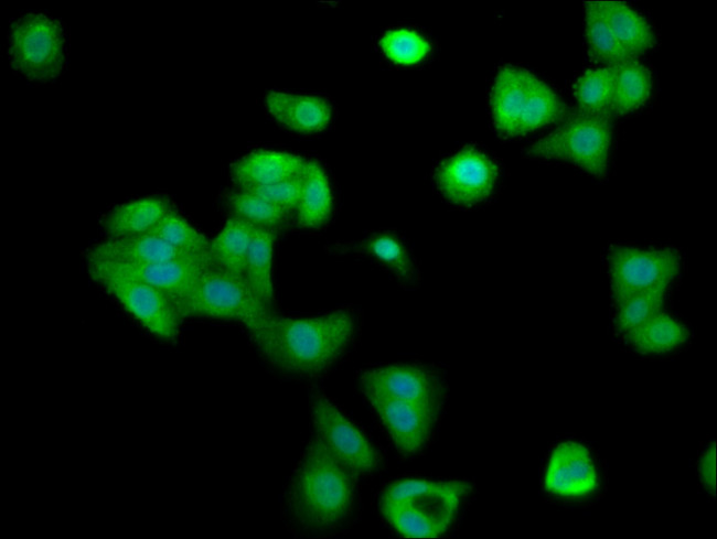 Cyclin Y Antibody in Immunocytochemistry (ICC/IF)