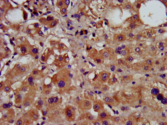 Cyclin Y Antibody in Immunohistochemistry (Paraffin) (IHC (P))