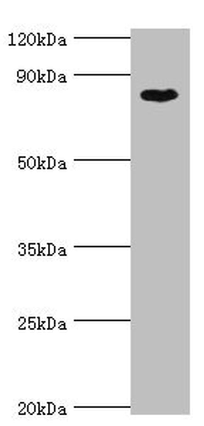 BAP1 Antibody in Western Blot (WB)