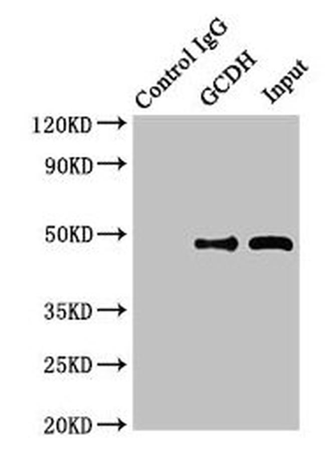 GCDH Antibody in Western Blot (WB)