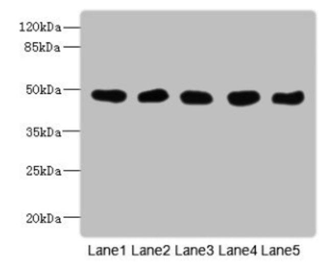 GCDH Antibody in Western Blot (WB)