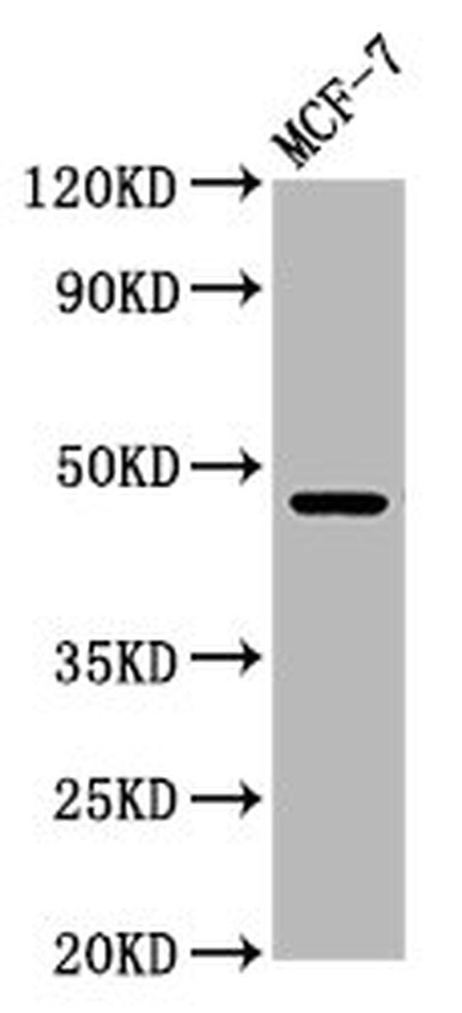 WDFY2 Antibody in Western Blot (WB)