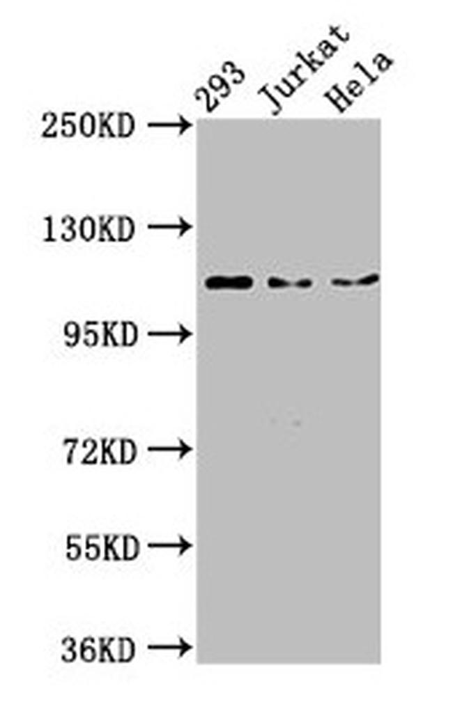 NEDD4L Antibody in Western Blot (WB)